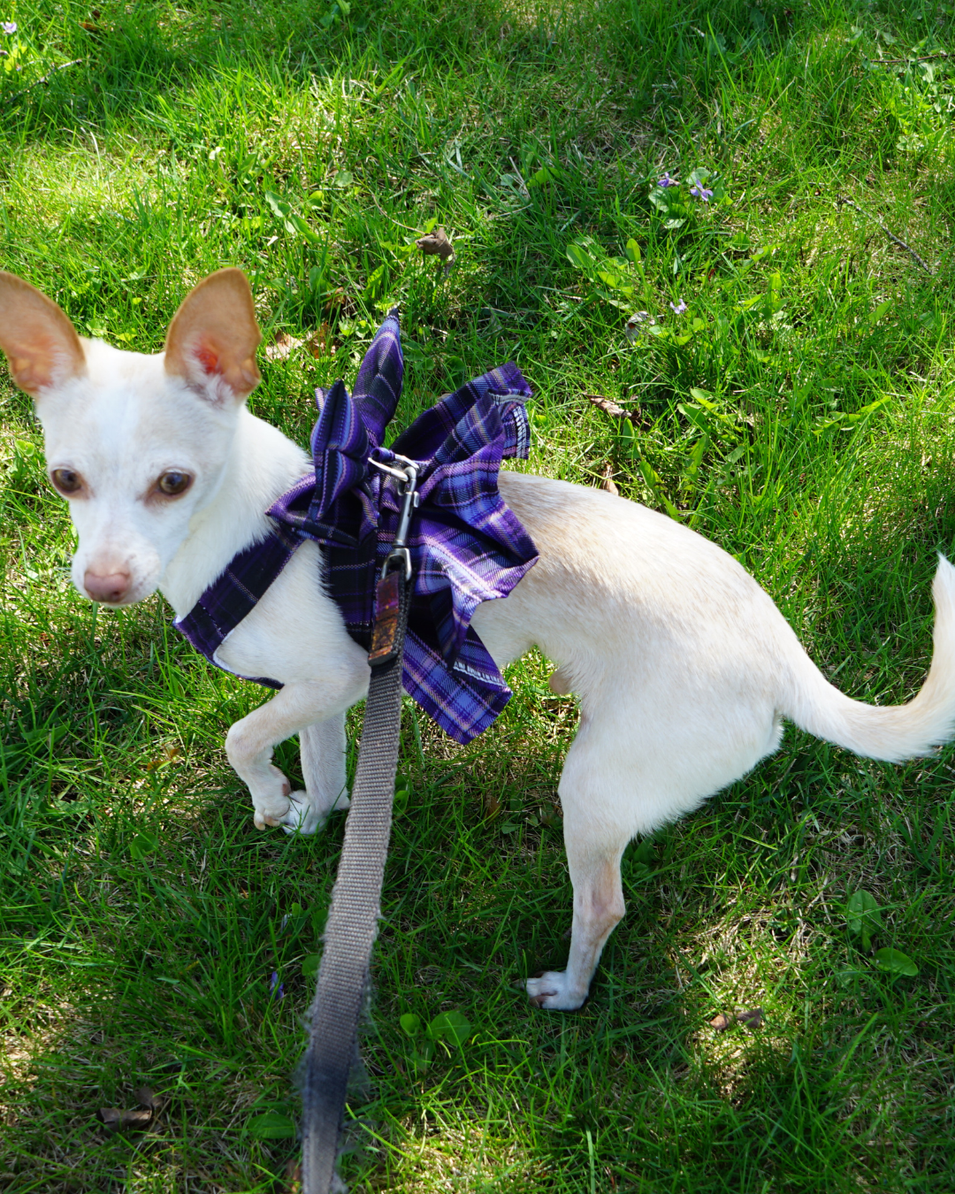 Magical Girl ✨ Dress Harness for Dogs - Three Colour Pack