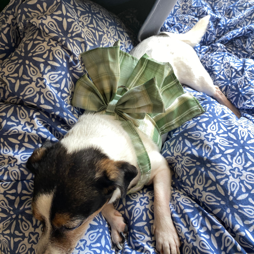 Magical Girl ✨ Dress Harness for Dogs