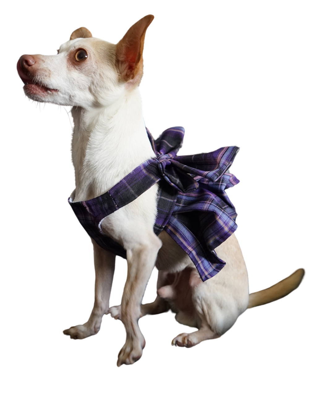 Magical Girl ✨ Dress Harness for Dogs - Three Colour Pack