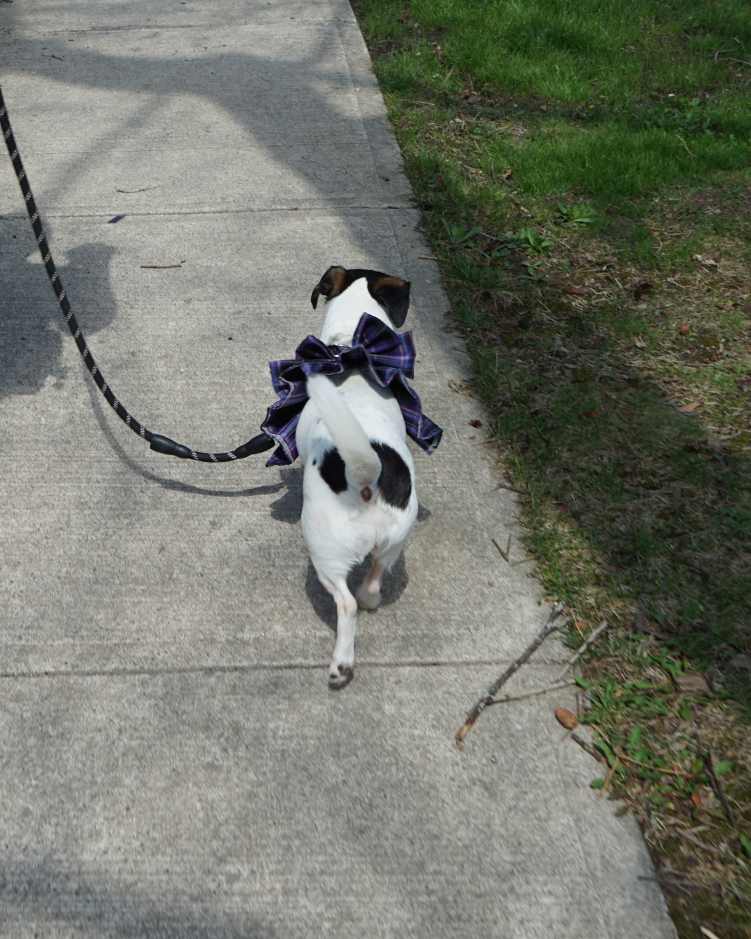 Magical Girl ✨ Dress Harness for Dogs - Three Colour Pack