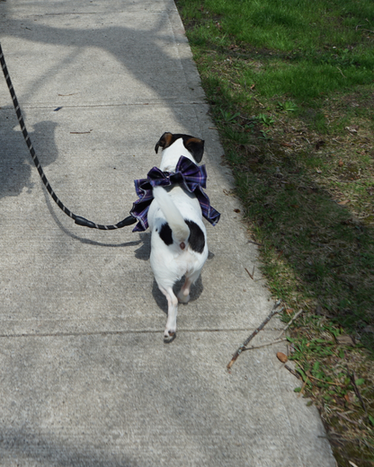 Magical Girl ✨ Dress Harness for Dogs - Three Colour Pack