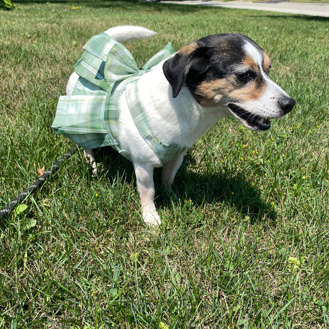 Magical Girl ✨ Dress Harness for Dogs - Three Colour Pack