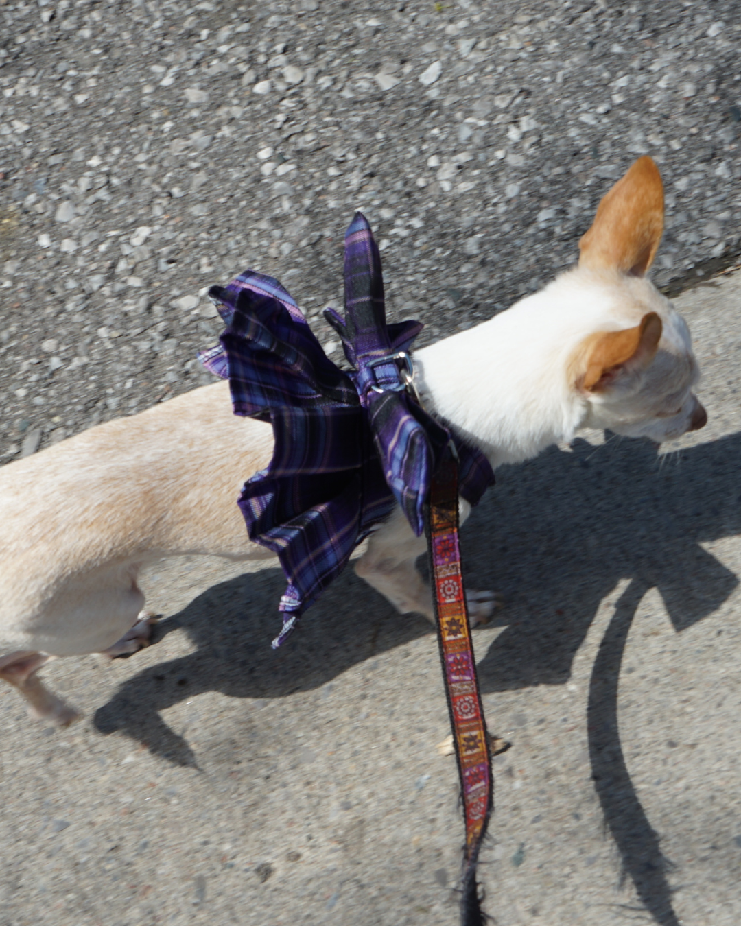 Magical Girl ✨ Dress Harness for Dogs
