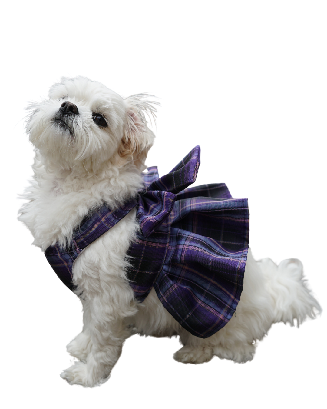 Magical Girl ✨ Dress Harness for Dogs - Three Colour Pack