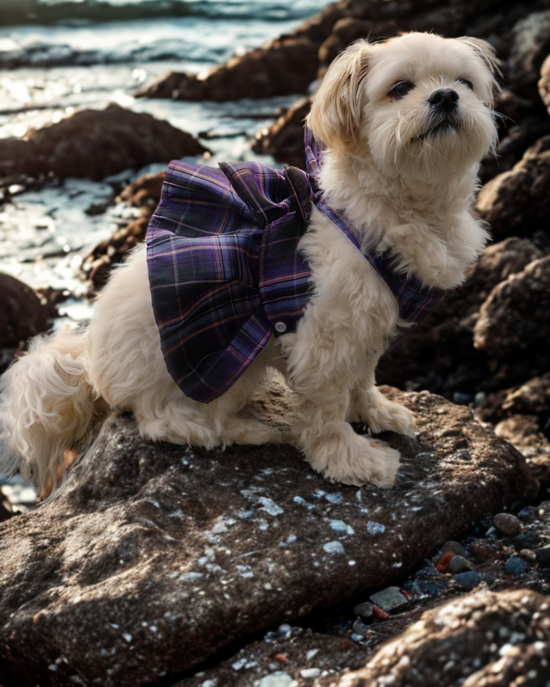 Magical Girl ✨ Dress Harness for Dogs - Three Colour Pack