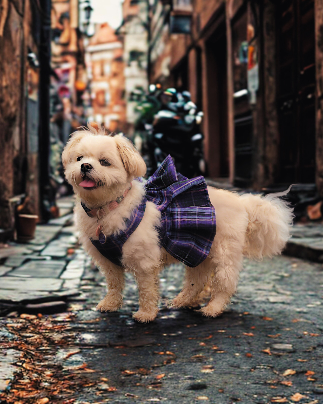 Magical Girl ✨ Dress Harness for Dogs - Three Colour Pack